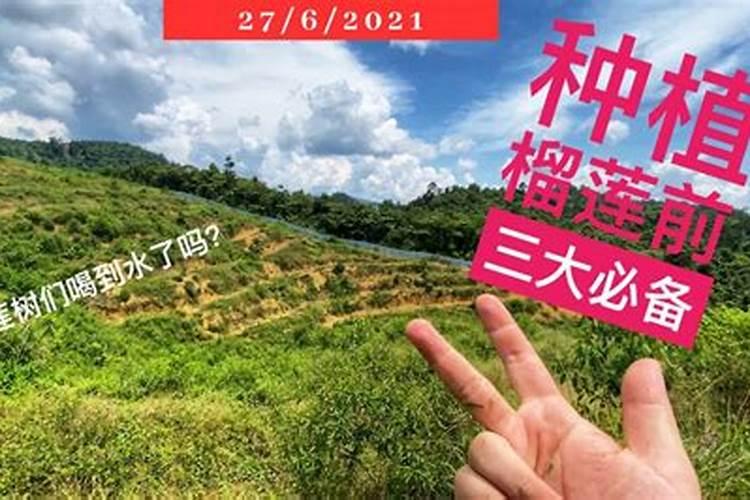 榴莲种植管理要点