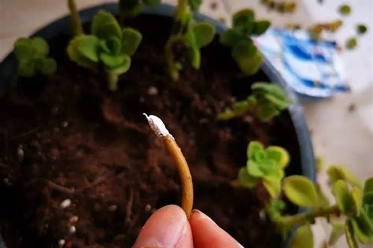 生根粉能不能作为肥料浇花？