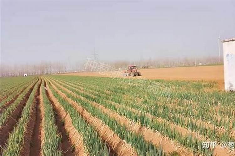 大葱、大蒜和韭菜最怕什么肥料？这3种肥料别乱用,否则干尖黄叶