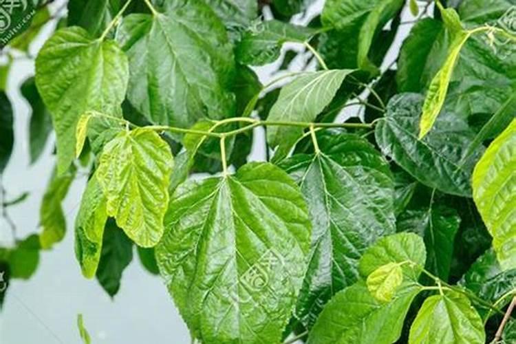 芒果露水斑用什么药防治