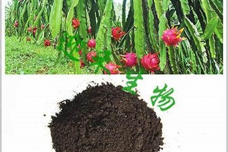 茄子着色不良的原因是什么 防治措施有哪些