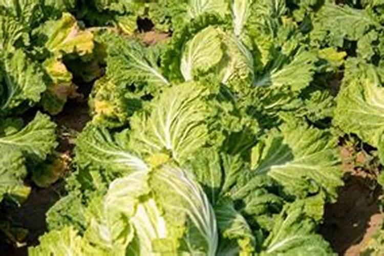 尿素化成水浇白菜幼苗可以吗？