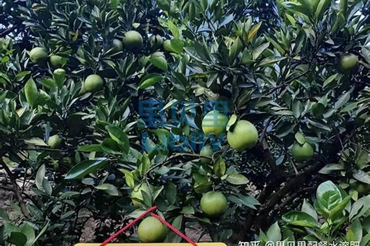 种植脐橙如何施肥效果更好？
