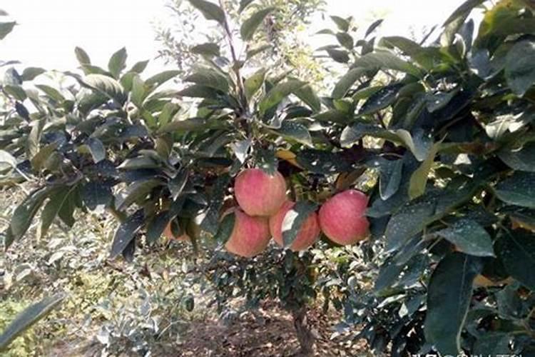2299硝酸磷钾肥适合什么植物？