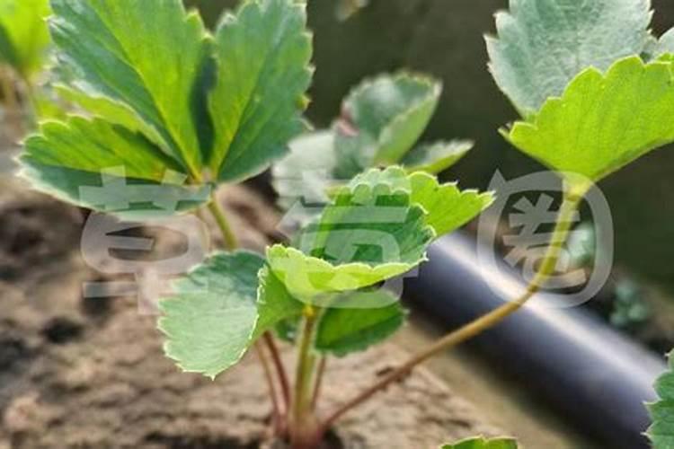 鱼蛋白使用注意事项