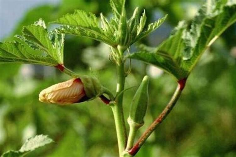 三角梅开完花如何修剪下次开花又爆盆