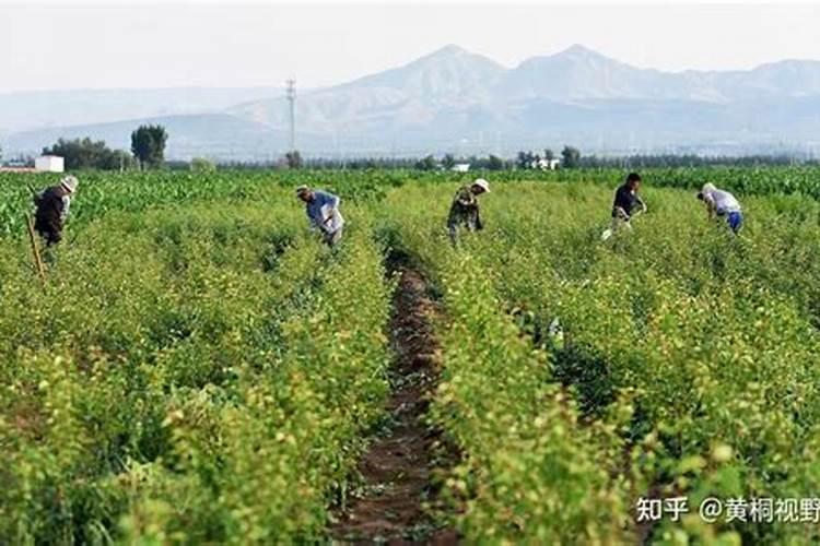 柴胡用什么化肥壮根