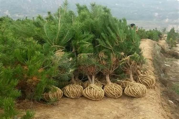 油松植物小苗能长多大