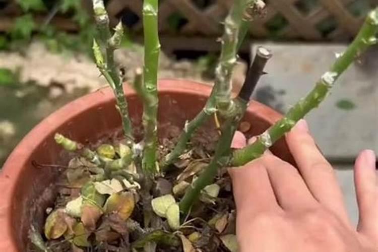 月季花怎么施肥