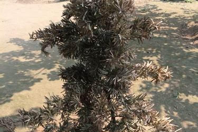 大豆玉米小麦在种植期间需要喷洒何种农药 化肥