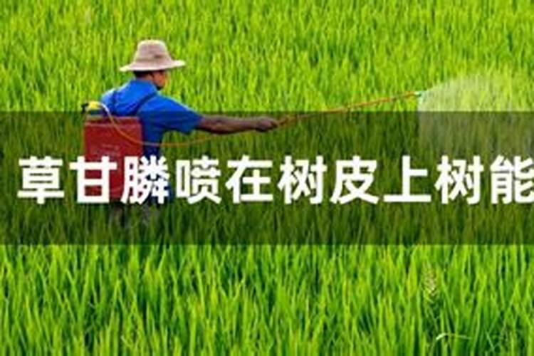 小麦收割后种植玉米如何除草