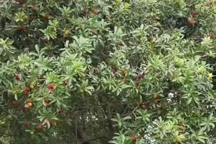观叶植物用什么肥最好