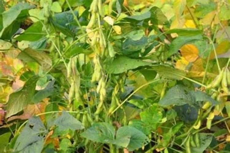 微生物菌肥含什么？