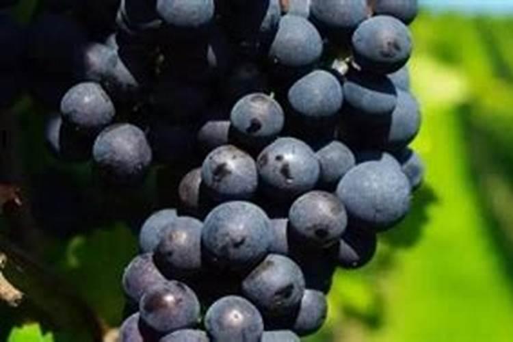 巨峰葡萄催红:乙烯利加芸苔素磷酸二氢钾可以吗？
