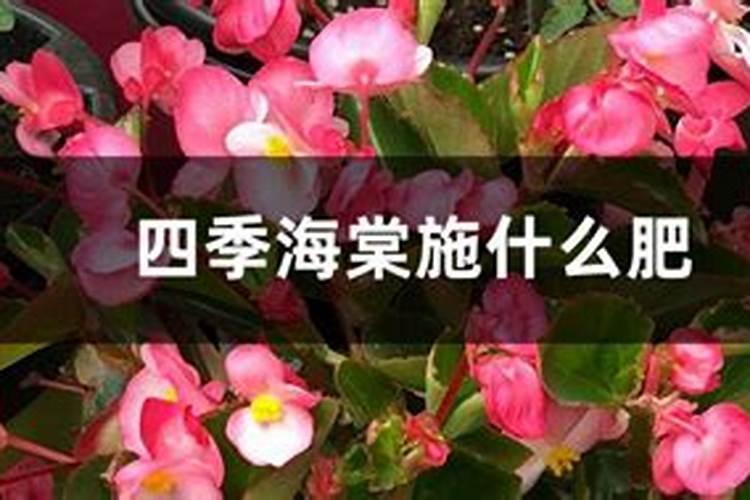 四季海棠施什么肥料最好