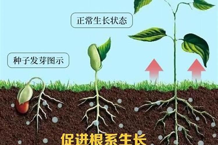 氮肥促进植物什么生长