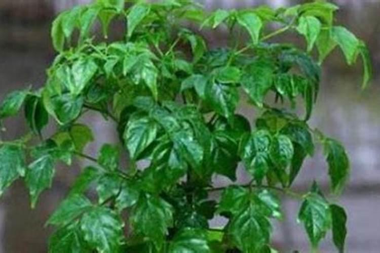 幸福树花肥制作与使用方法
