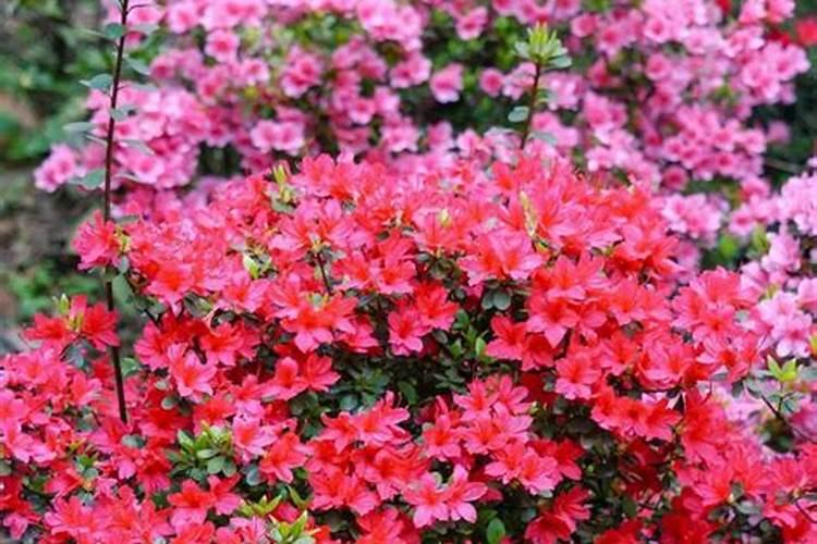钾肥肥哪些花卉