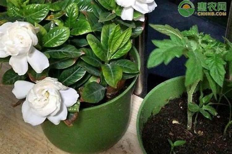 花生膨果期用微量元素好吗