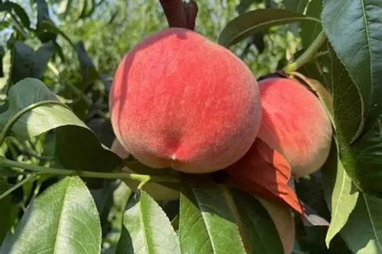 莲瓣兰植料配比经验