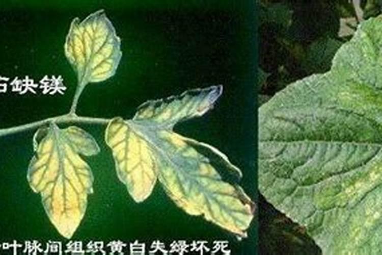 豇豆叶打什么叶面肥才变农绿色？