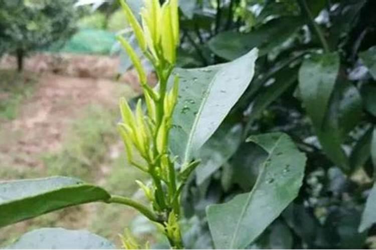 如何用沼液作为叶面肥喷施柑橘？