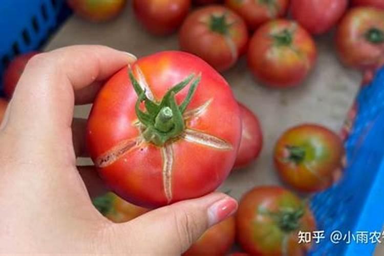 西红柿的种植用什么肥料好