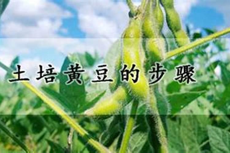 土豆适合和哪些农作物一起栽种？栽种时应该如何管理？