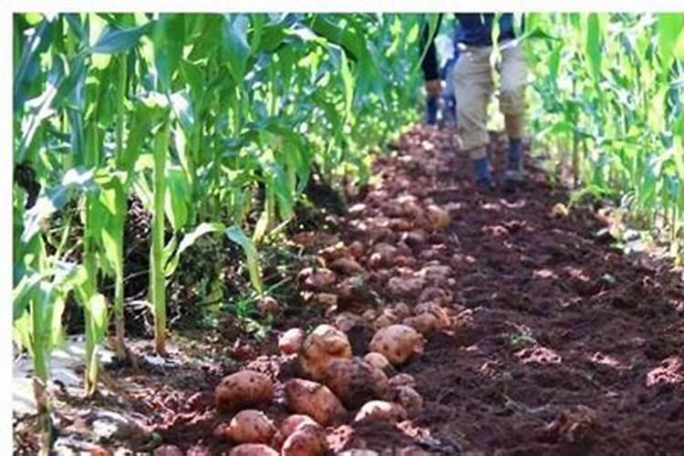 桑地套种什么最好