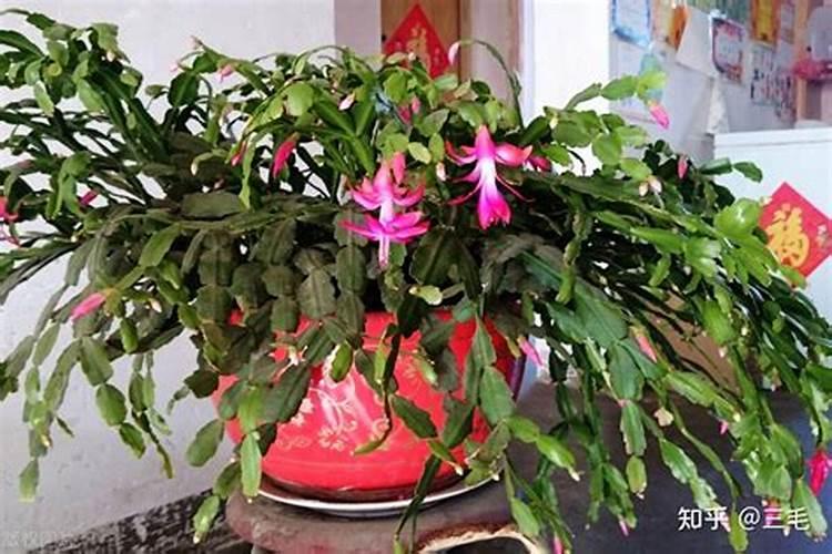 蟹爪兰怎么修剪 ,把握5个最佳时间,才能叶片肥厚,开花爆盆