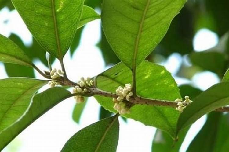 桂花树枝叶少用什么叶面肥能让枝叶茂盛