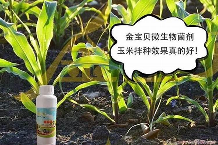 玉米缺硼有哪些防治措施？