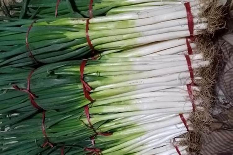 种葱用什么肥料最好