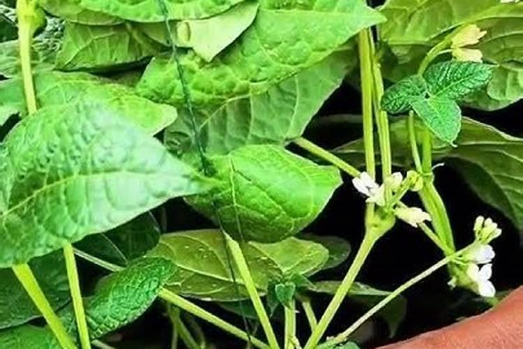 有机肥料是哪些肥料