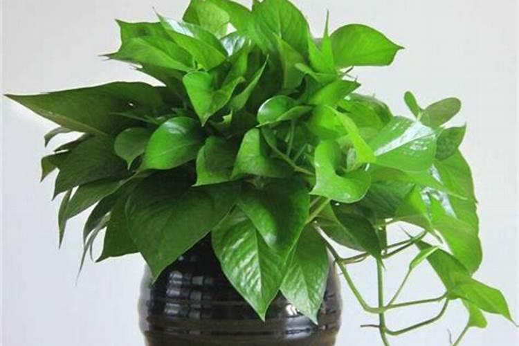 橙子皮可以放绿萝盆里吗