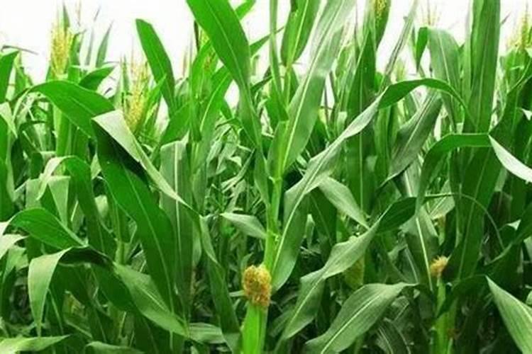 玉米地底肥用磷比氮多好吗？