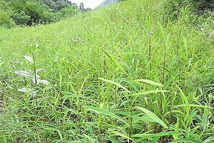 樱桃树几月份上水溶肥(樱桃树什么时候用水溶肥最好)