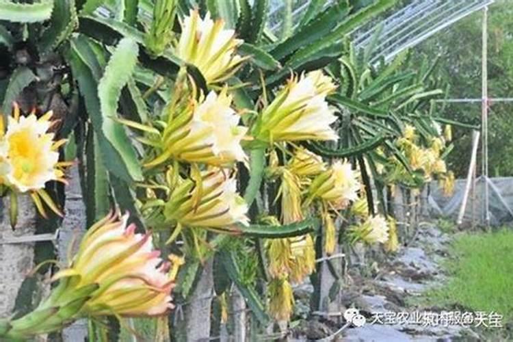 水溶肥一次浇多少斤