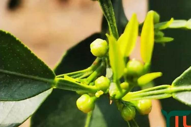 沃柑果树开花时干旱天气久了可以直接淋肥吗？