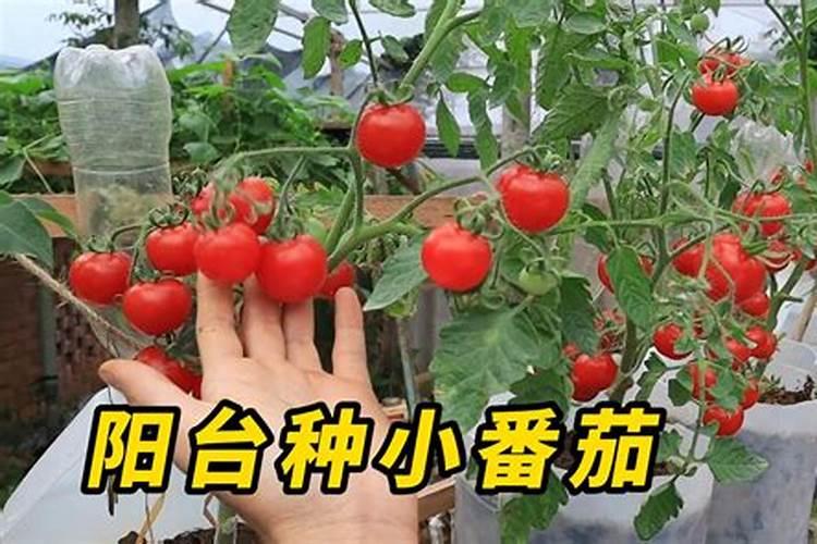 火龙果专用肥料