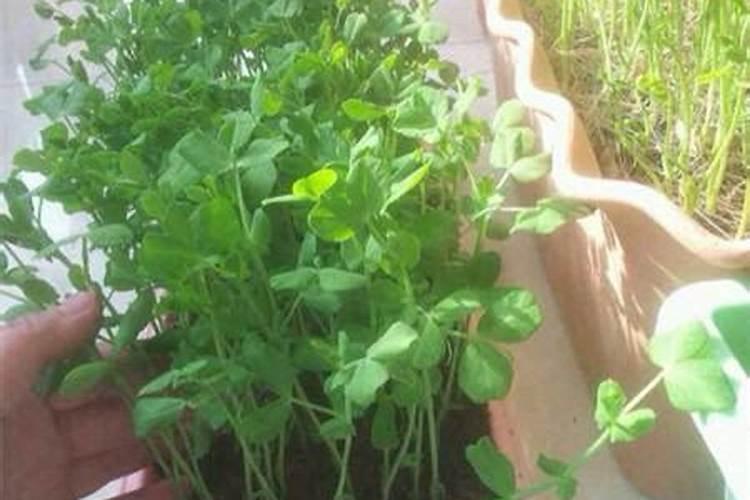 豌豆的高产种植要点有哪些 豌豆养殖方法