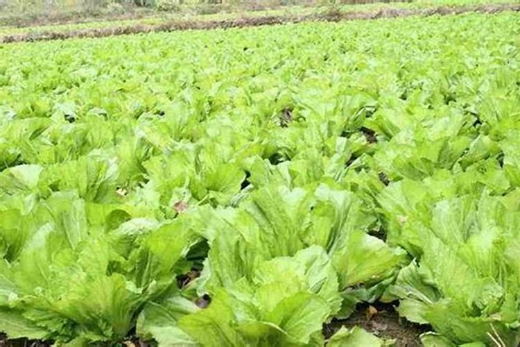 芥菜是忌什么肥料