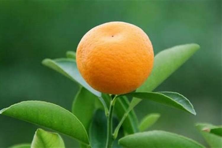 柑橘树施氮肥过量的症状及补救措施