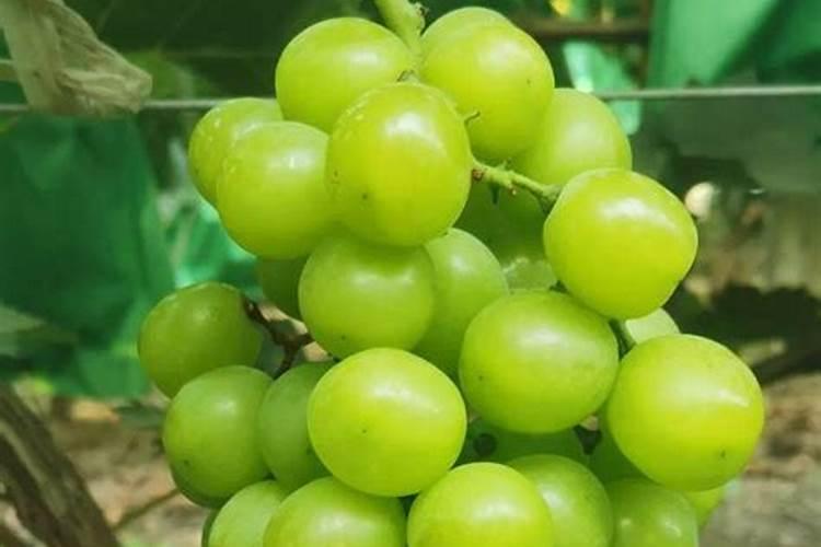 蓝宝石棚架种植技术要点