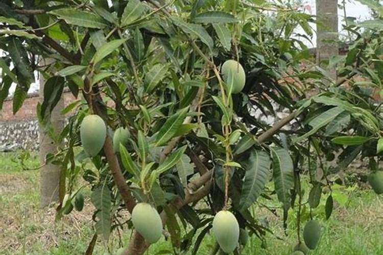 芒果树用什么肥料最好