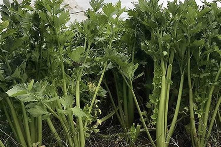 芹菜的施肥时间和方法 芹菜的后期养护