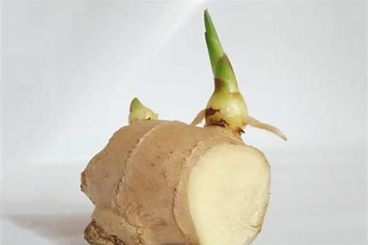 生姜种植三大忌是什么