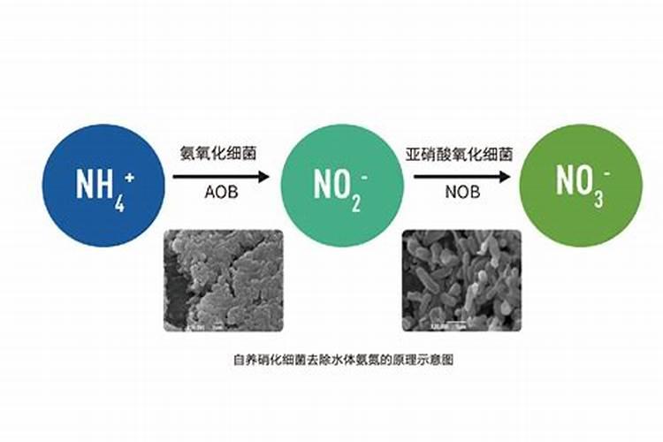 污水处理硝化菌去除氨氮原理
