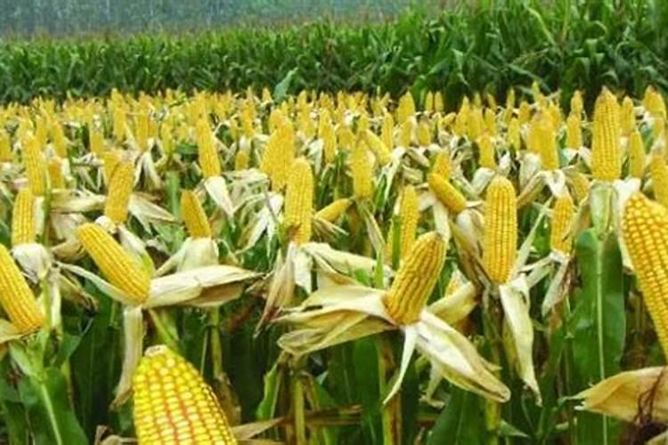 玉米科学施肥应如何掌握四个关键环节？