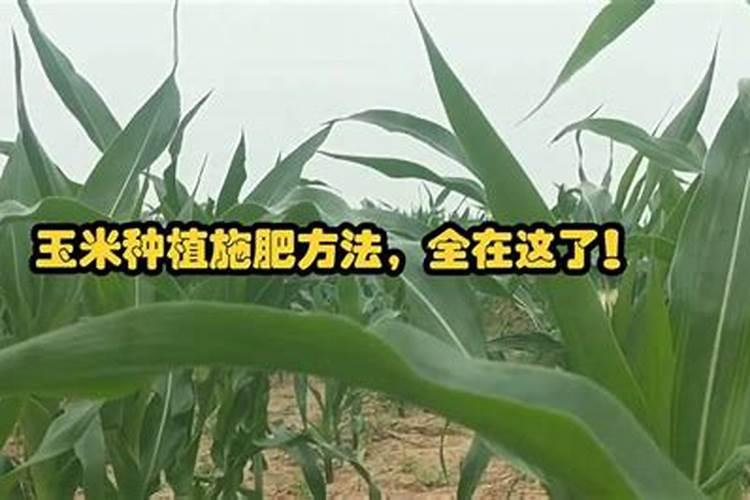 玉米种植追肥方法及最佳时间(玉米苗期施肥用什么肥好)